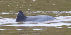 Sotalia fluviatilis