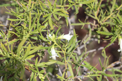 Eremophila mitchellii