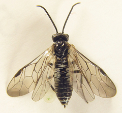 Empria longicornis