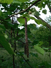 Corylus avellana