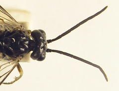 Empria longicornis