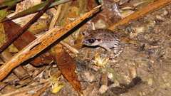 Leptobrachium hasseltii