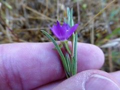 Clarkia purpurea
