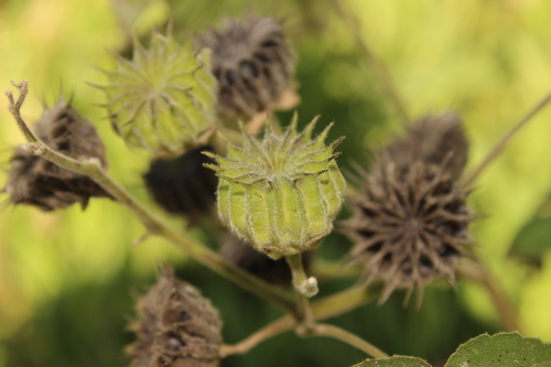 velvetleaf