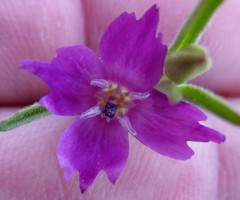 Clarkia purpurea