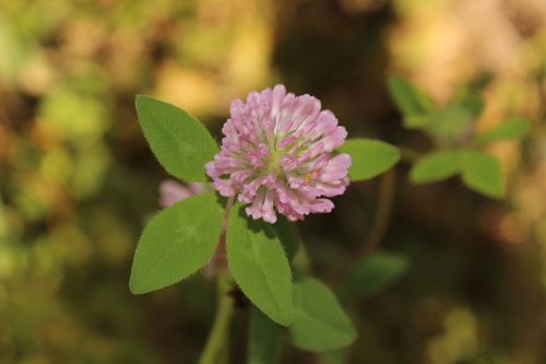 Red Clover