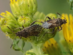 Stictopleurus punctatonervosus