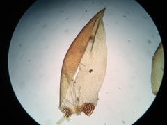 Pseudohygrohypnum eugyrium