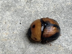 Bolbocerosoma tumefactum