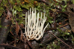 Phaeoclavulina ochracea
