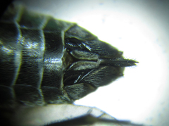 Empria longicornis