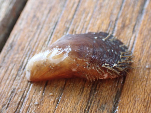 Modiolus areolatus, 2026-10-05