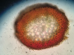 Pseudohygrohypnum eugyrium