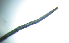 Empria longicornis
