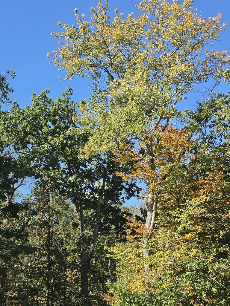 A tall sycamore whose crown has gone pale yellow-green over woods where some trees are turning gold.