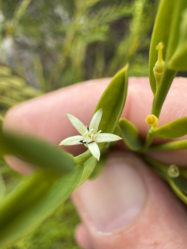 Olax stricta, 2026-10-05