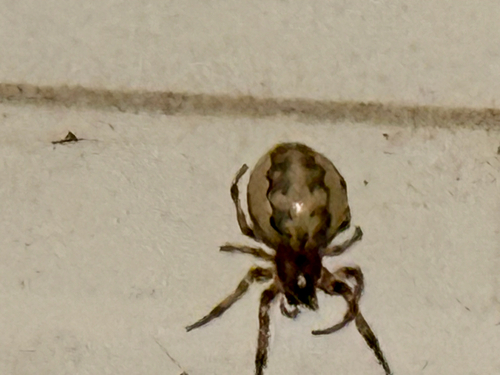 Furrow Orbweaver