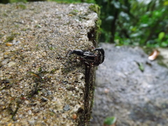 Alocorhinus succinctus