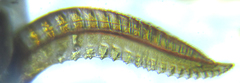 Empria longicornis