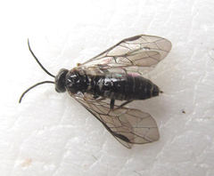 Empria longicornis