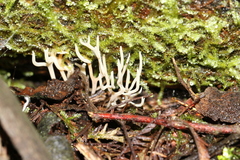 Phaeoclavulina ochracea