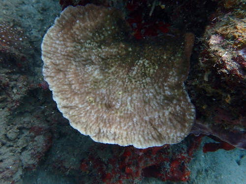 Merulina ampliata observed 2026-09-28