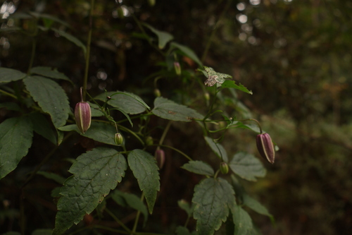Clematis lasiandra, 2026-10-04