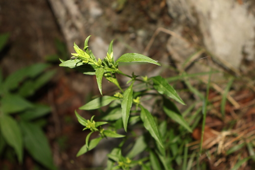 Solidago decurrens observed 2026-10-04