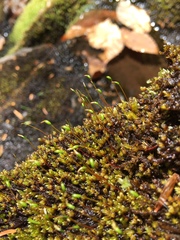 Pseudohygrohypnum eugyrium