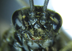 Empria longicornis