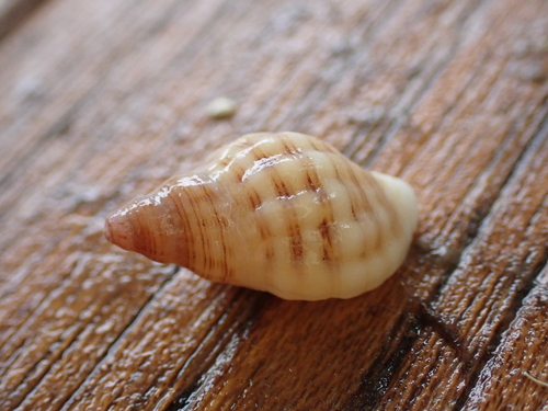 Agnewia tritoniformis observed 2026-10-05