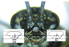 Empria longicornis