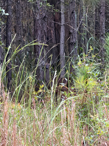 White-tailed Deer