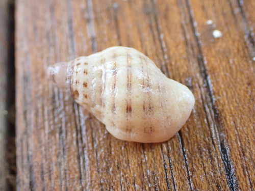 Agnewia tritoniformis observed 2026-10-05