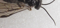 Empria longicornis