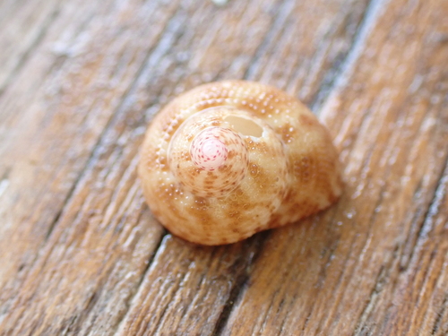 Clanculus floridus, 2026-10-05