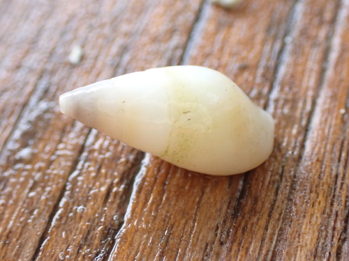 Hinea brasiliana, 2026-10-05