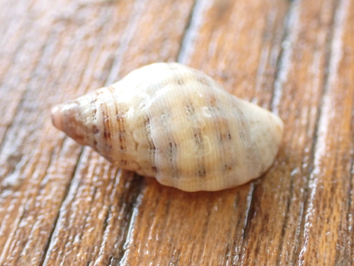 Agnewia tritoniformis observed 2026-10-05
