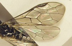 Empria longicornis