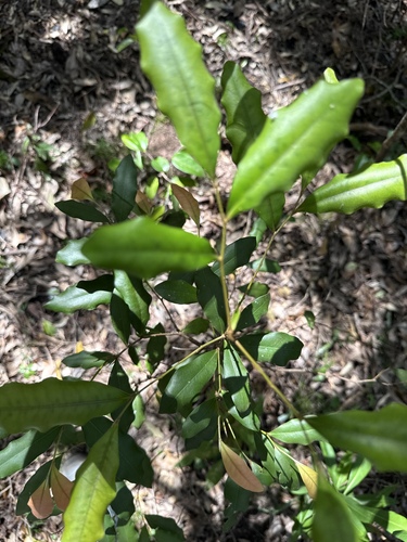 Diospyros pentamera observed 2026-10-05