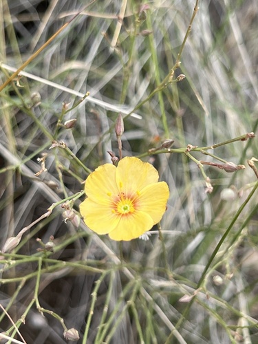 plains flax