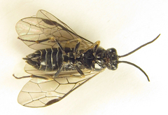 Empria longicornis