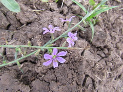 Lythrum californicum