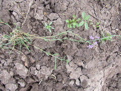Lythrum californicum