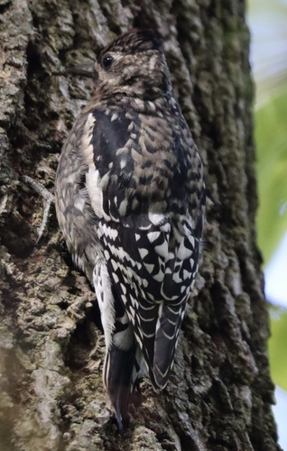 Yellow-bellied Sapsucker