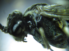 Empria longicornis