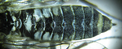 Empria longicornis