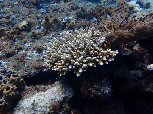 Acropora gemmifera observed 2026-09-10
