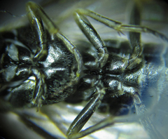 Empria longicornis