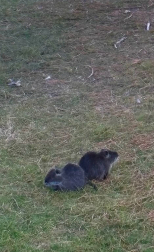 Coypu